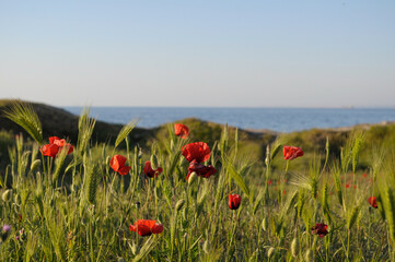 Beautiful red poppies in green grass field by the sea with blue sky and sunny horizon landscape