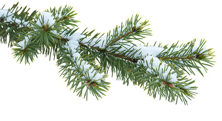 A realistic pine branch covered in fresh snow perfect for winter designs on transparent background.