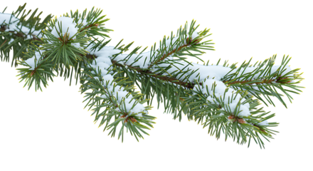 A realistic pine branch covered in fresh snow perfect for winter designs on transparent background.