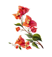 Tropical illustration with bougainvillea flower. Botanical print with a delicate branch of an exotic plant. Floral decoration for cards, invitations