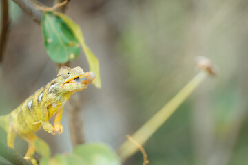 Chameleon eating insect on branch in Madagascar