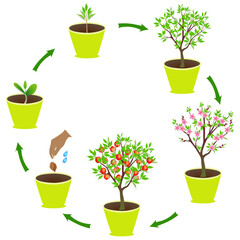 Life cycle of an peach in a pot on a white background..eps