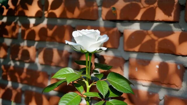 A single white rose blooming against a rustic brick wall, casting intricate shadows on the surface