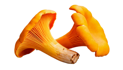 Two bright yellow chanterelle mushrooms, with visible gills and stems, isolated on a transpa.png