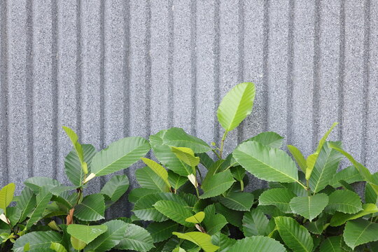 Dillenia suffruticosa is growing in the garden next to a gray wall. The leaves are oval or broadly ovate, with rounded tips and bases, serrated edges, few hairs on the underside. Clearly defined veins