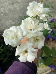 Cluster of Fresh White Roses in Full Bloom Held by Hand