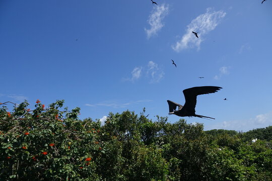 Frigate Birds Flying in the Sky