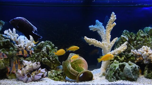 Feeding fish in a freshwater aquarium.