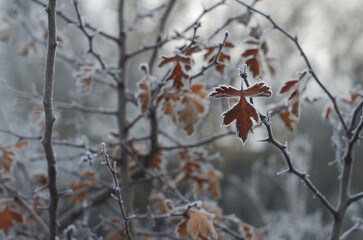 Branches of a tree with leaves covered with frost. Winter.