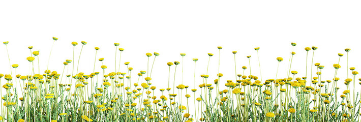 Colse up yellow flowers on green grass isolated on white