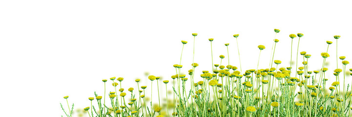 yellow flowers isolated on white