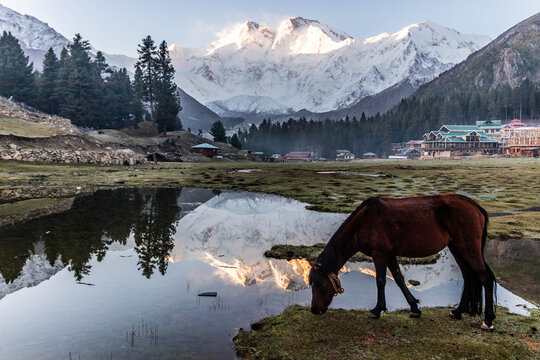 Horse at Fairy Meadows with Nanga Parbat in the background, Pakistan