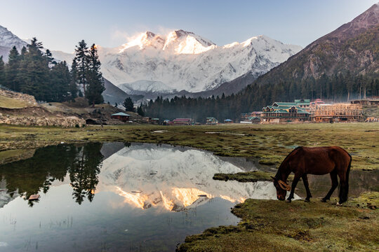 Horse at Fairy Meadows with Nanga Parbat in the background, Pakistan