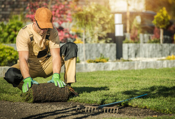 Gardener Laying Sod Rolls on Lawn While Preparing for Planting in the Garden