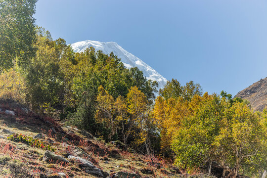 Nanga Parbat mountain behind trees of Rakhiot valley in Gilgit-Baltistan region in Pakistan