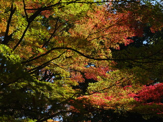 夕日に照らされる紅葉するカエデの葉 日本