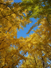 黄色いイチョウの葉