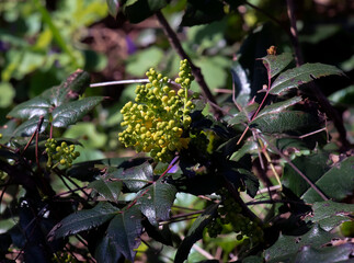 A close-up of fragrant yellow flowers of the Mahonia aquifolia blooming in spring. The flowers have a sweet scent and glossy foliage. Bright natural light and a garden backdrop.