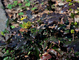 A close-up of the fragrant yellow flowers of the Mahonia aquifolia blooming in spring. The flowers have sweet scent and glossy foliage. Bright natural light and garden backdrop.