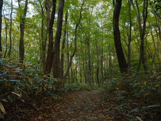 コナラとクマザサの森