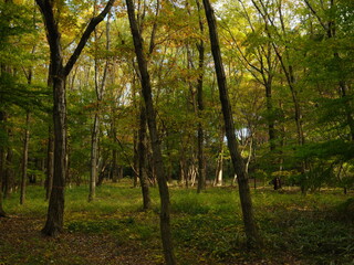 日本の秋の森 紅葉