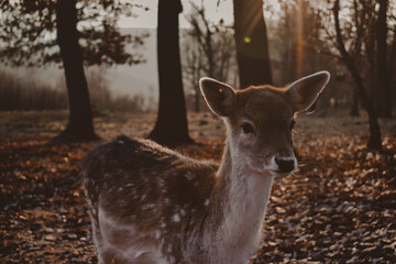 Obraz premium Baby deer into the sunset light