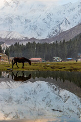 Horse at Fairy Meadows with Nanga Parbat in the background, Pakistan