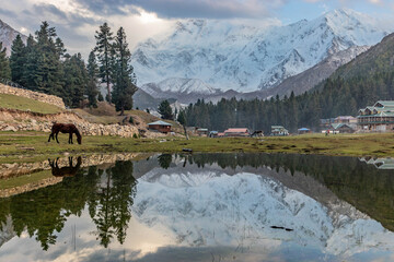 Horse Fairy Meadows With Nanga
