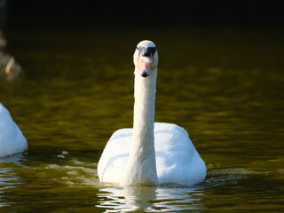 コブハクチョウ 鳥