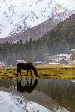 Horse in Fairy Meadows under Nanga Parbat mountain in Gilgit-Baltistan region in Pakistan