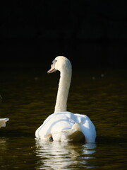 コブハクチョウ 鳥
