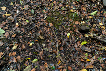 Forest Floor Texture: An intricate tapestry of fallen leaves and organic textures, showcasing the rich details of the forest floor.