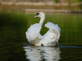 コブハクチョウ 鳥