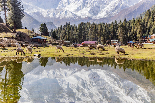 Nanga Parbat mountain mirroring in a lake in Fairy Meadows in Gilgit-Baltistan region in Pakistan