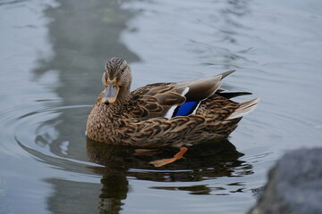 池に浮かぶカモ 日本の鳥