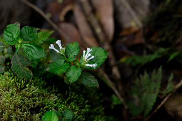 Exquisite Floral Whispers: A delicate plant thrives in its natural habitat, its tiny, white flowers offering a stunning contrast against the verdant greenery.