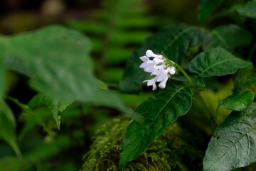 Serene Bloom Amidst Verdant Foliage: A delicate cluster of small, white flowers unfurls gracefully amidst a tapestry of vibrant green leaves and lush vegetation.