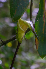 Arum Lily in Natural Habitat: Capturing the exquisite arum lily in its natural environment, showcasing its intricate form and delicate beauty.