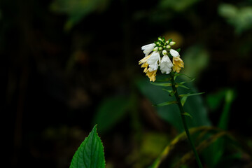 Delicate Blooms: An intricate display of a single white and yellow flower, capturing the beauty of nature's artistry with perfect color and clarity.