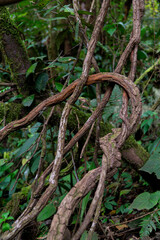 Entwined Vines in Rainforest: a captivating snapshot of nature's artistry, highlighting the intricate dance of intertwined vines, weaving through lush green foliage.