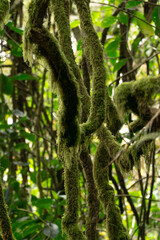 Moss-covered Vine: Close-up of lush green vines enveloped in soft moss in the heart of a vibrant forest, the intertwining branches create a stunning natural pattern.