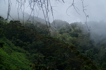 Mystical Misty Forest: A serene, verdant forest blanketed in a mystical mist, offering a tranquil scene of natural wonder, evoking a sense of calm and mystery.