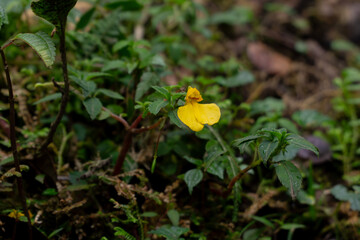 Golden Bloom in Green Embrace: A solitary yellow flower stands out amidst lush green foliage, showcasing nature's vibrant beauty and delicate design.