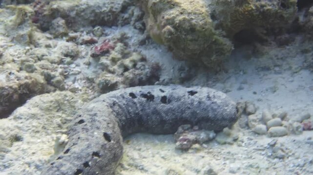 Sea Cucumber Resting on Sandy Coral Reef in Maldives
