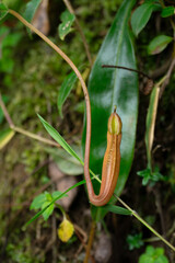 Rare Plant Elegance: A close-up showcases an exotic plant, its slender, unique structure standing out against a textured backdrop. the intricate beauty of an unique form