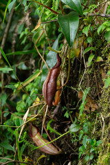 Carnivorous Pitcher Plant in Lush Ecosystem: The image showcases a vibrant carnivorous pitcher plant, clinging to life within a thriving, green forest ecosystem