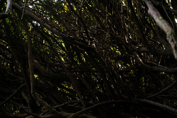 Mysterious Branches: An immersive view through a complex network of intertwined branches, bathed in a play of light and shadow, revealing a captivating pattern, inviting introspection.