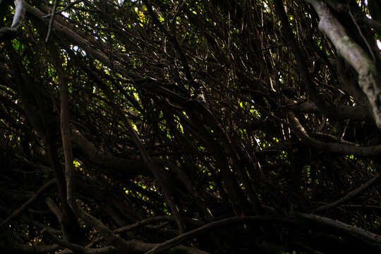 Mysterious Branches: An immersive view through a complex network of intertwined branches, bathed in a play of light and shadow, revealing a captivating pattern, inviting introspection.