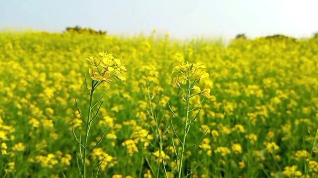 Yellow mustard flower field in natural landscape