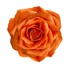 Rose  flower  on  isolated background with clipping path.  Closeup. For design. Studio shot.  Nature.